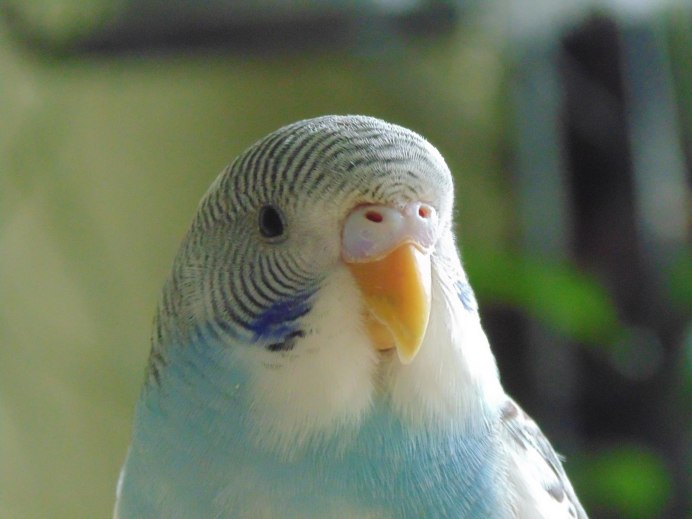 Волнистый попугай Арлекин