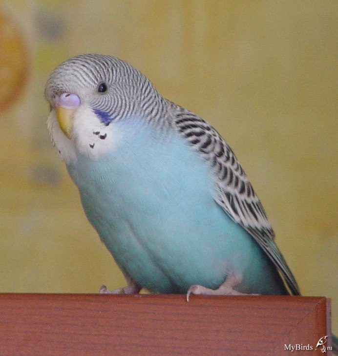 Попугай волнистый бирюзовый