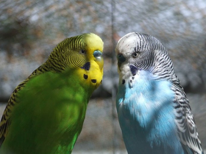 Восковица у волнистого попугая самца