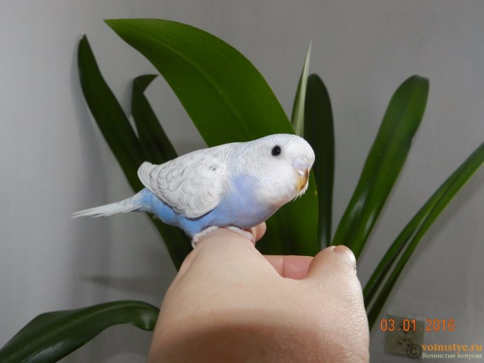 Волнистый попугайчик фиолетовый