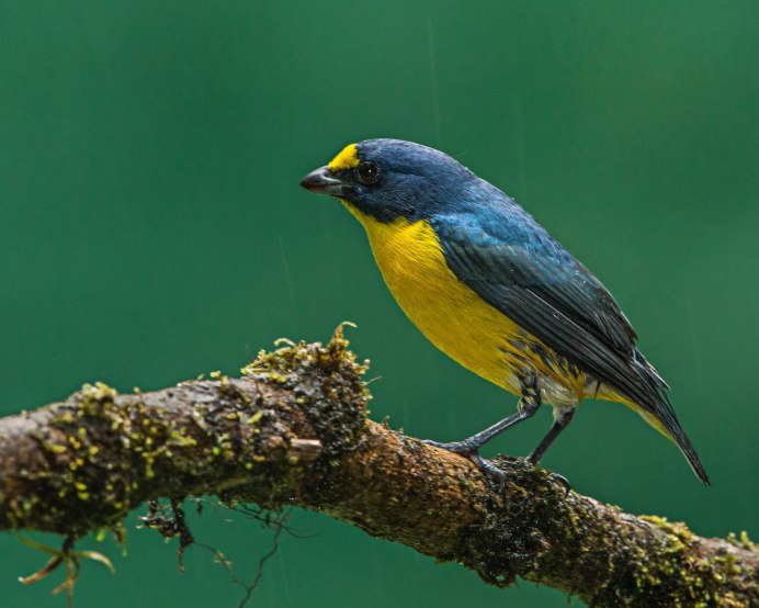 Зеленушка (Chloris Chloris)