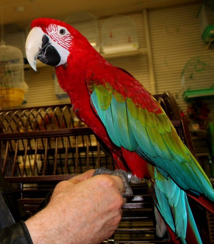 Попугаи ара яго