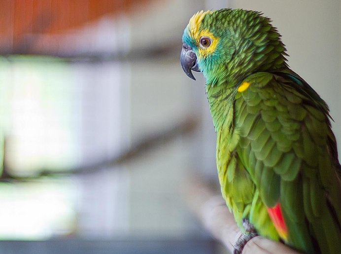 Амазон попугай