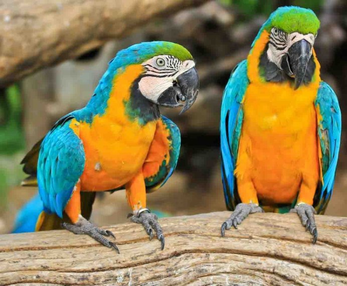 Blue and Gold Macaw
