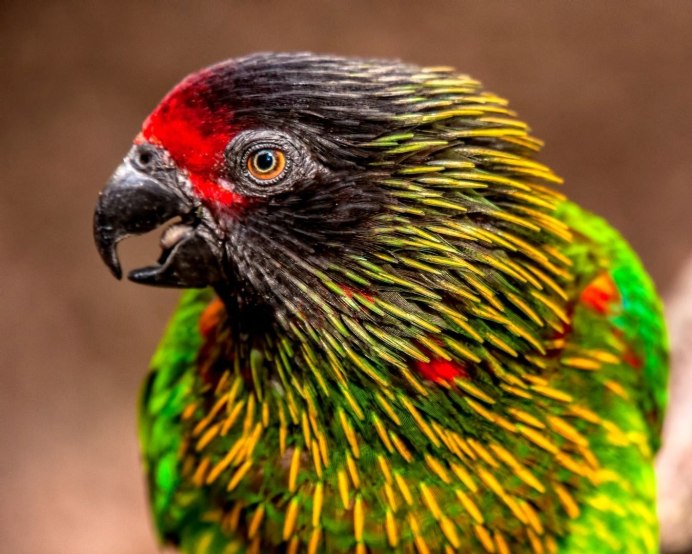 Краснолобый Лори