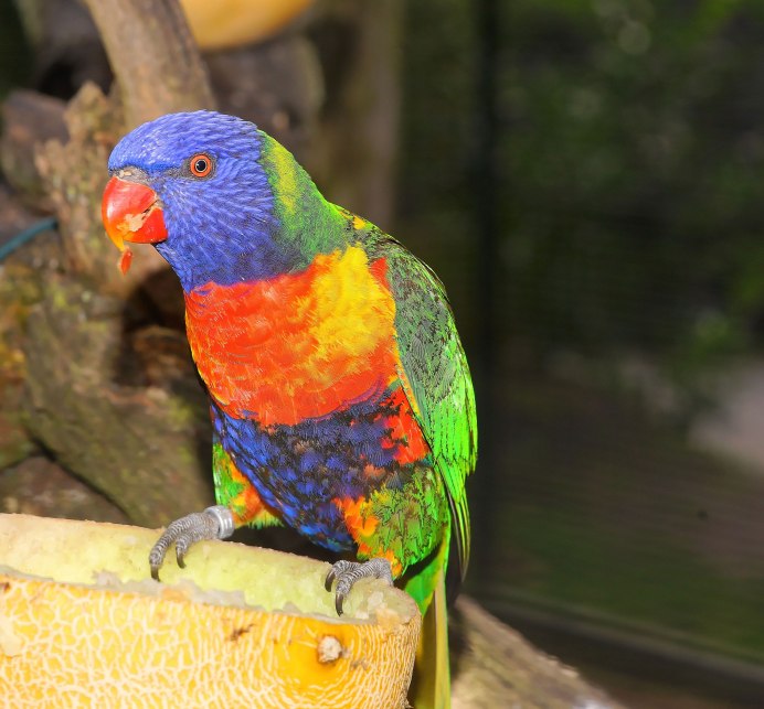 Филиппинский попугай