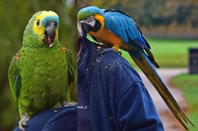 Синелицый Амазон