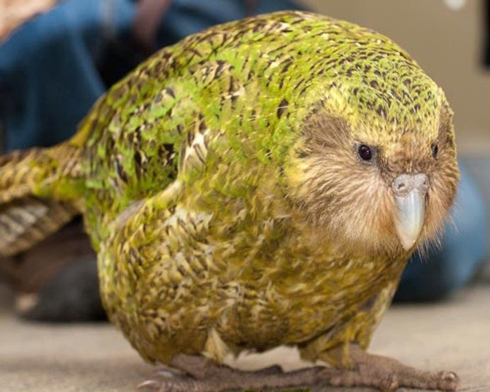 Новозеландский попугай какапо