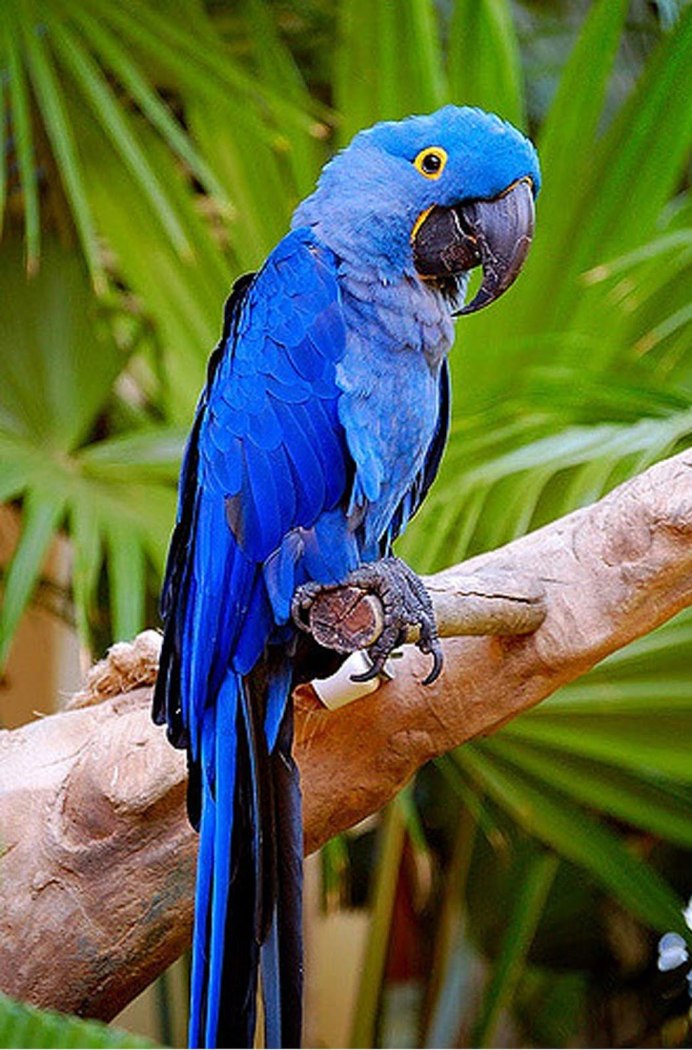 Попугай ара и Какаду