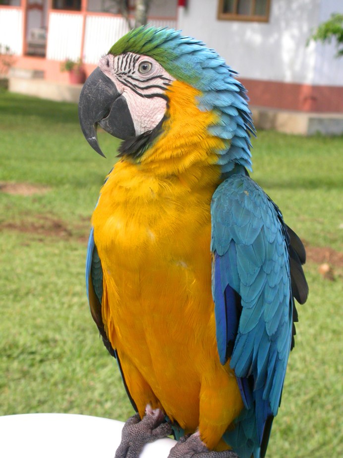 Какаду и ара