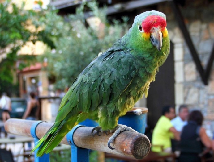 Александрийский попугай