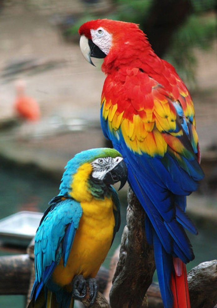 Домашний попугай ара араруна