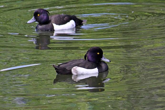 Американская лысуха (Fulica Americana)