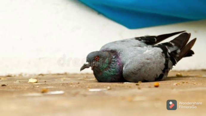 Очень толстый голубь