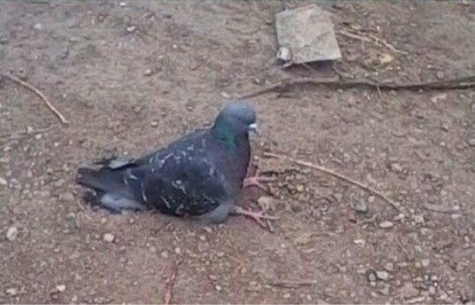 Грустный голубь