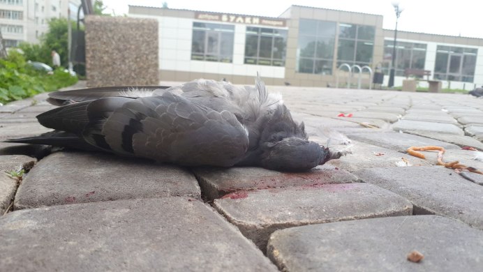 Болезнь британских голубей