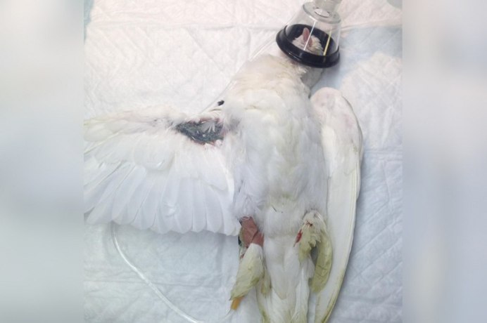 Ледяной голубь