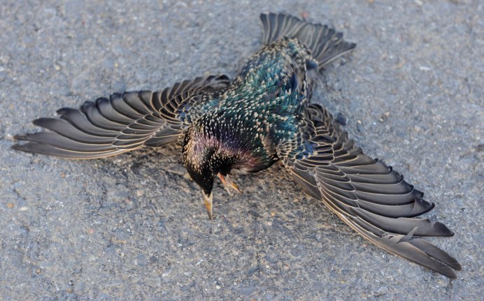 Голубь с раненым клювом