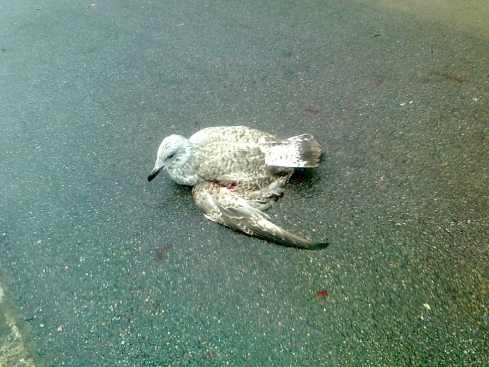 Дохлый голубь на дороге