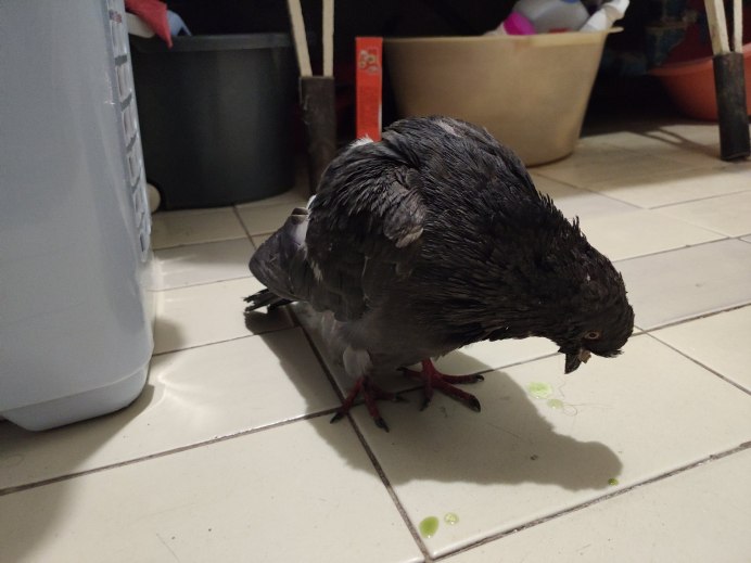 Птица со сломыними Крылья