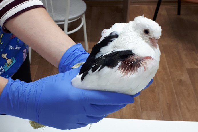 Замерзший голубь