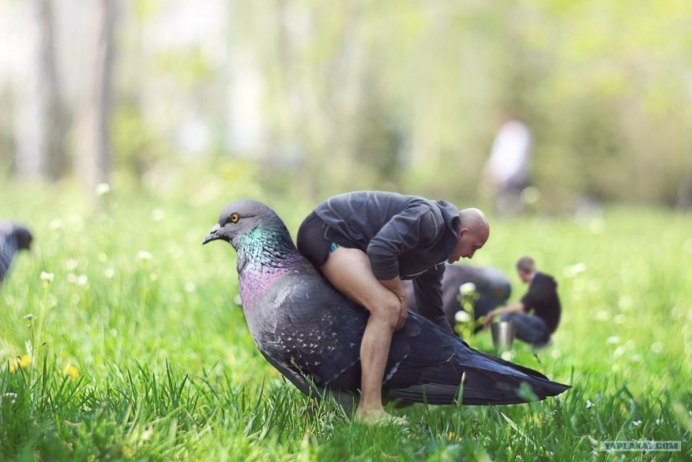 Человек голубь