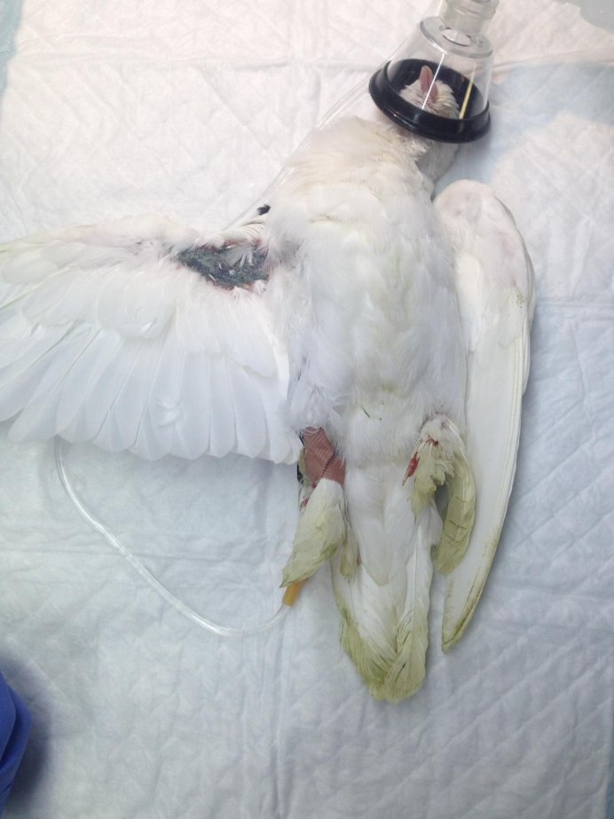 Голубь с кольцом на лапке