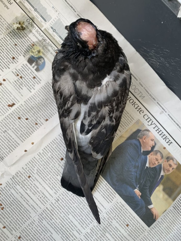 Голубь в штанишках