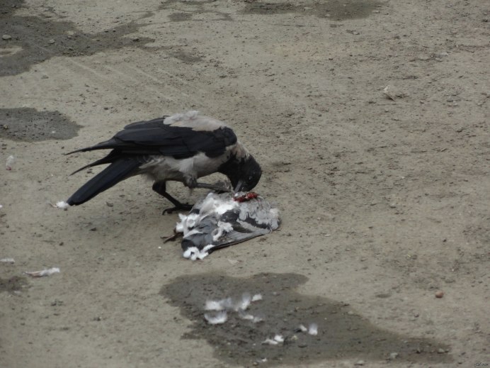 Голубь на ладони