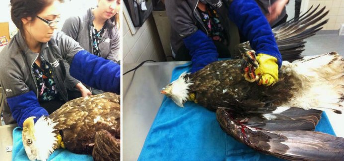 Лесной голубь вяхирь раненный