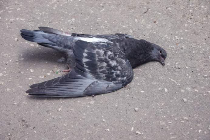 Прилетел Гусь во двор примета