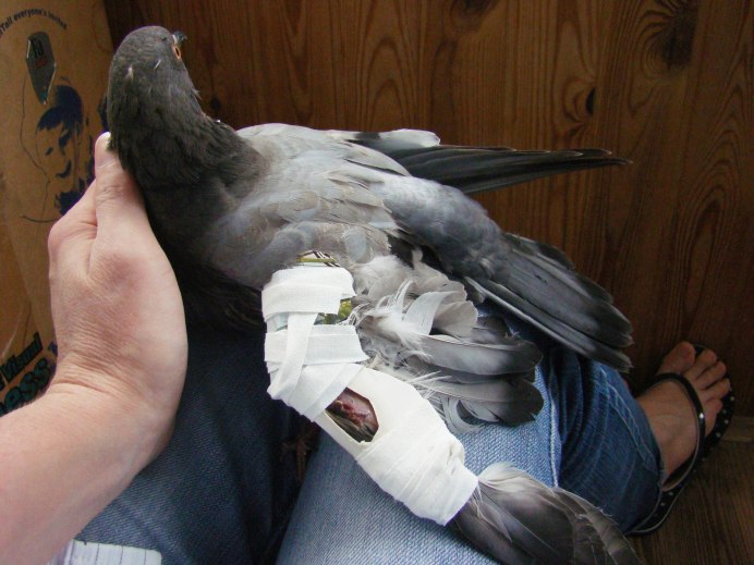 Ворона заклевала голубя