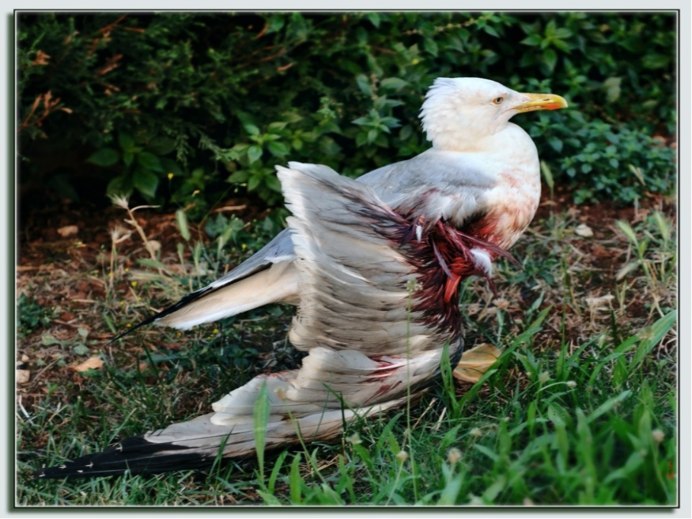 Птица лежит