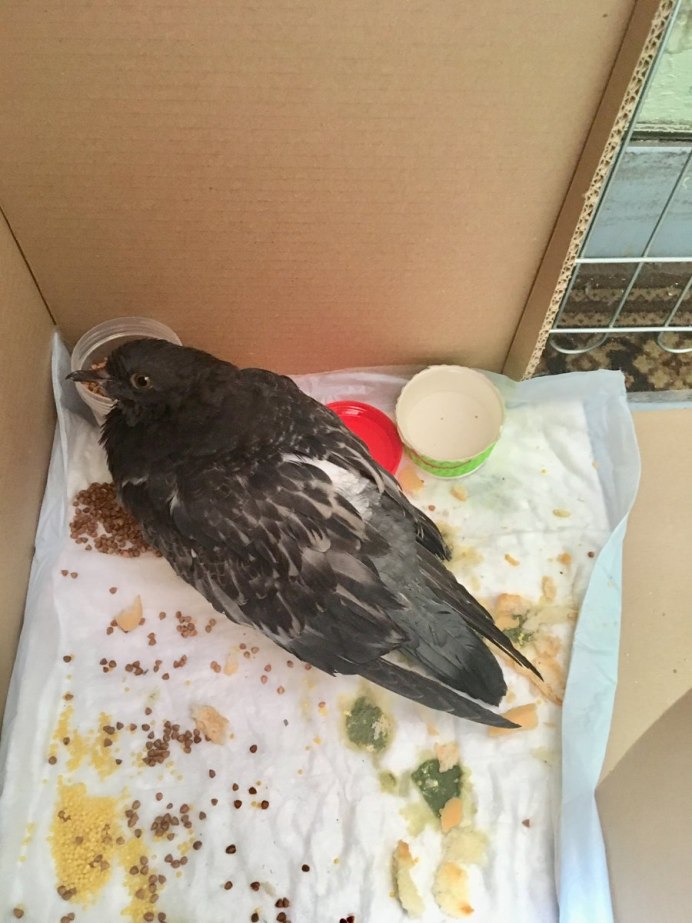 Фиксация птиц