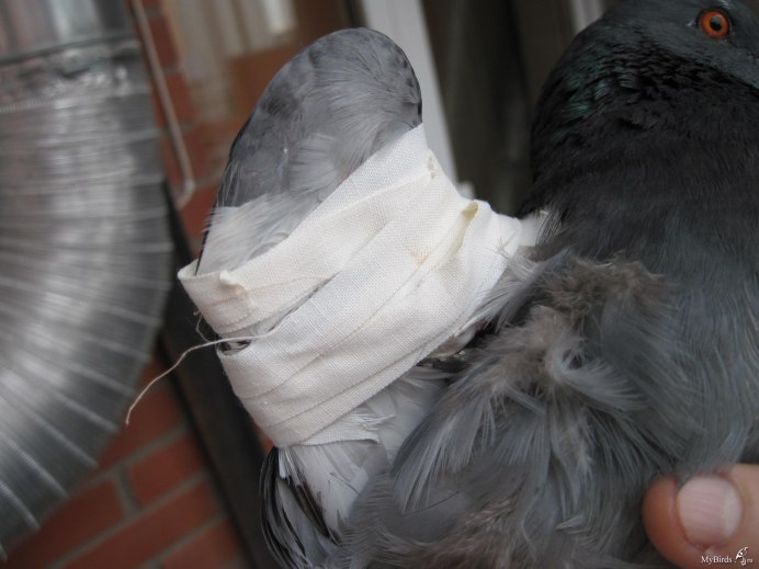 Голуби залетающие в больницу