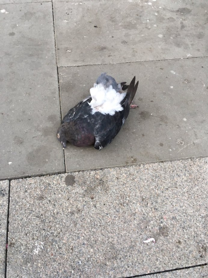 Голубятня для голубей