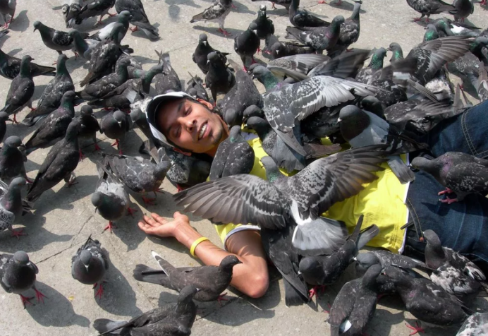 Голуби залетающие в больницу