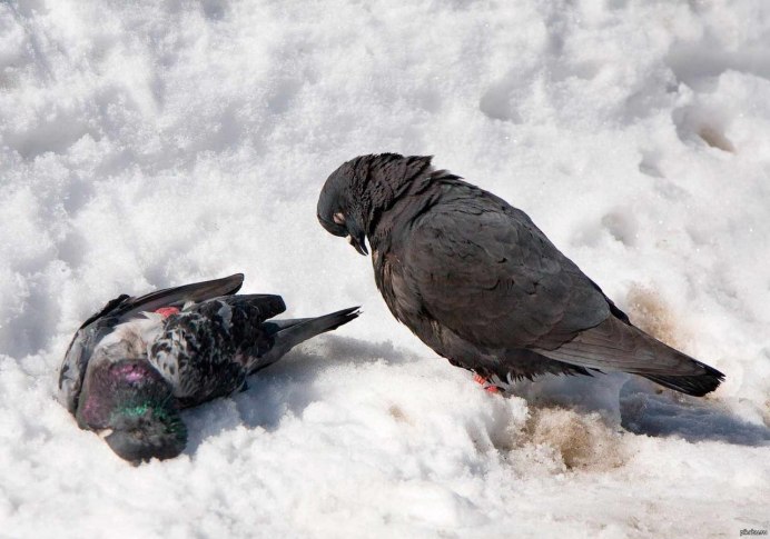 Сидячий голубь