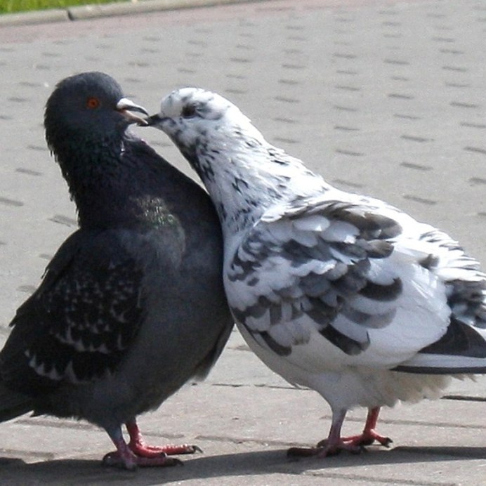 Самый большой голубь в мире