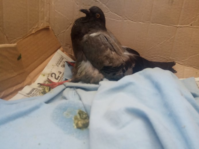 Птица лежит