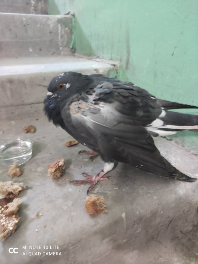 Голуби нападают на людей