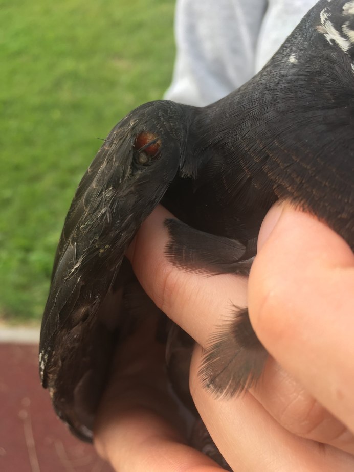 Голуби мертвые на улице