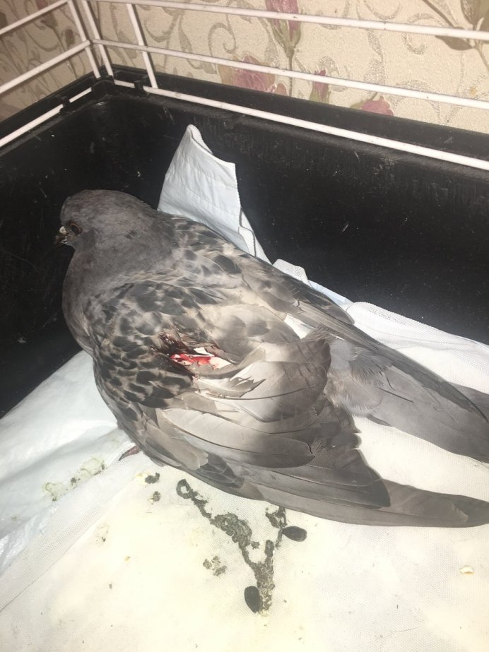 Голубь на ладони