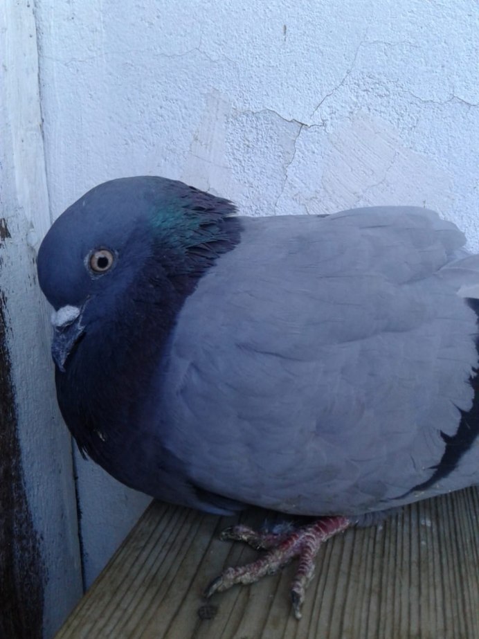 Голуби на тротуаре