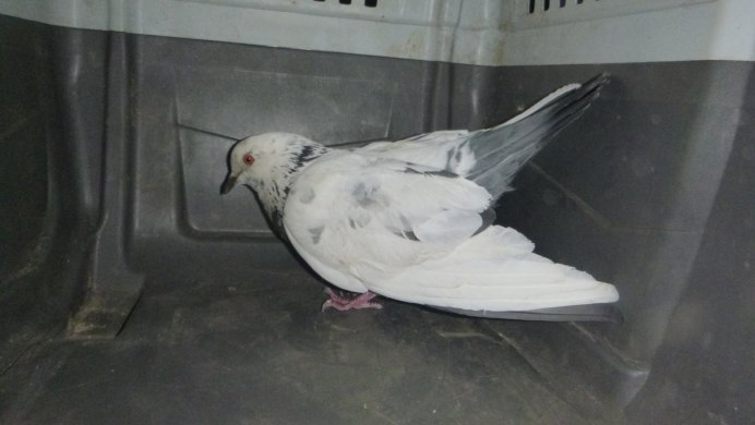 Голубь повесился на пакете