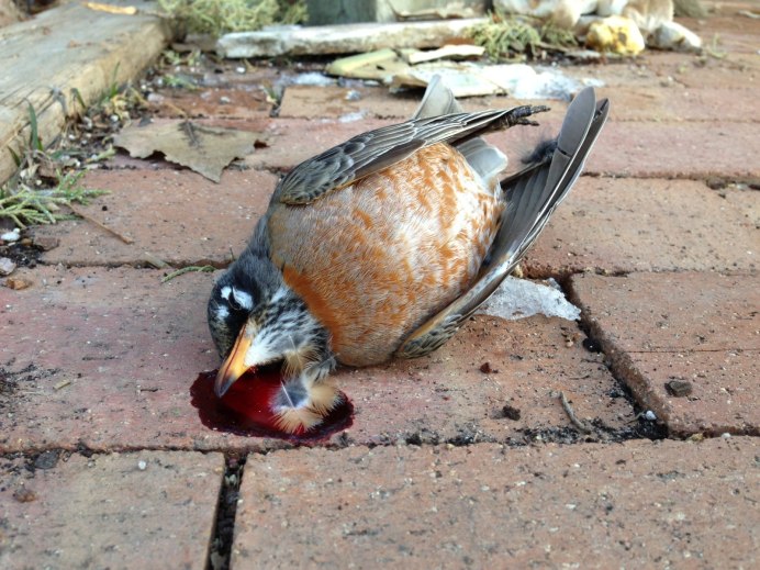 Мёртвый голубь Миротворец