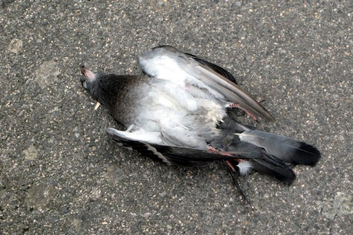 Ньюкасл вертячка голубей