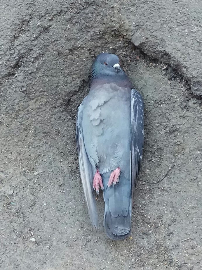 Двухголовый голубь