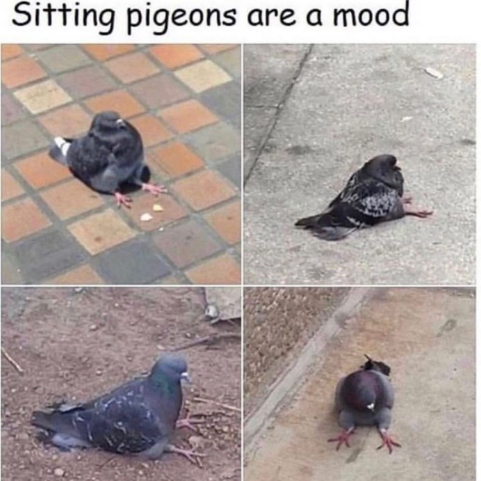 Человек голубь