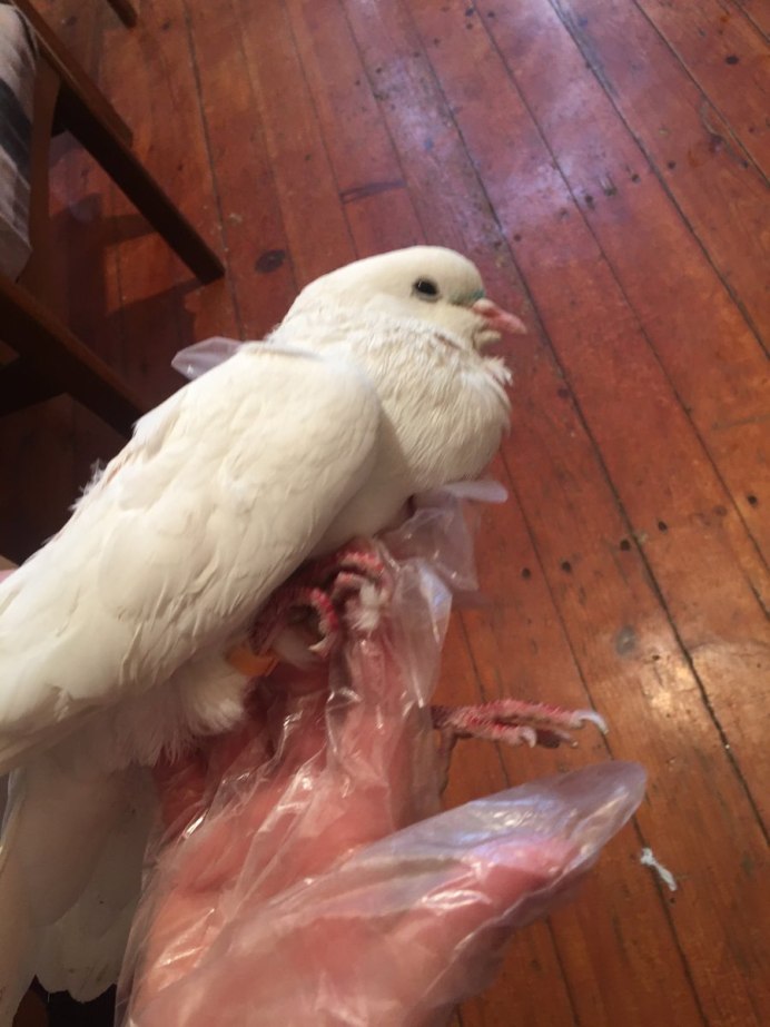 Верхом на голубе